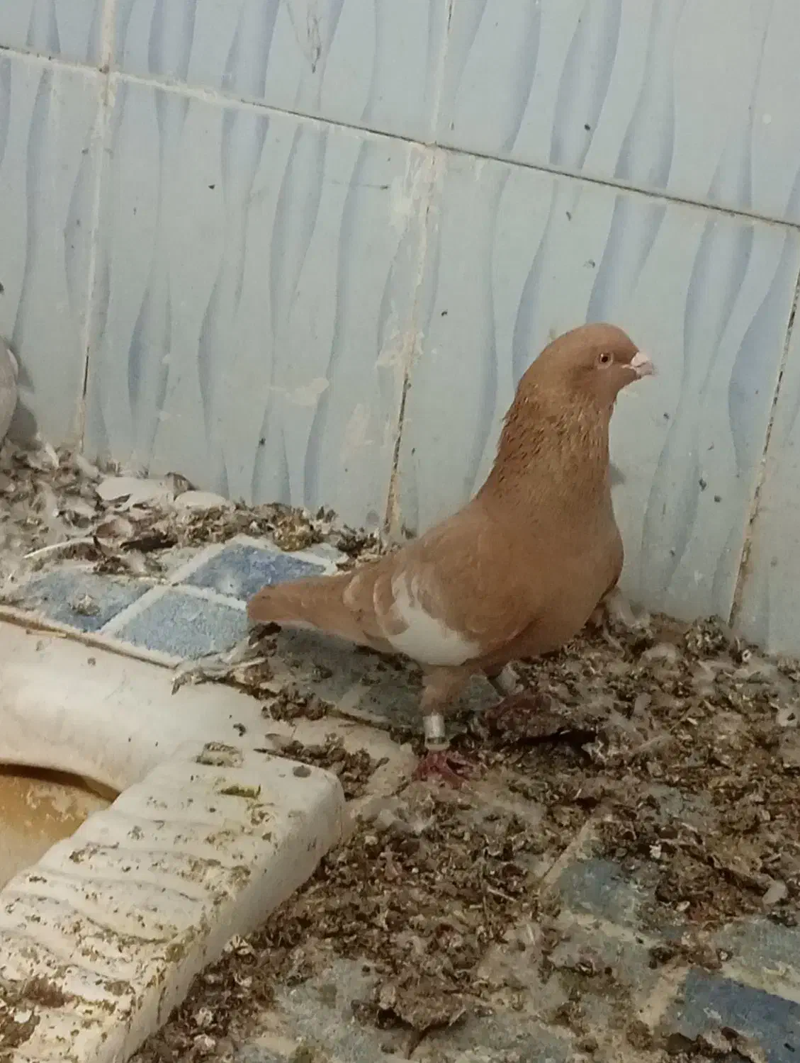 سرگ زرد پلاکی پلاکی|پرنده|برازجان, |دیوار