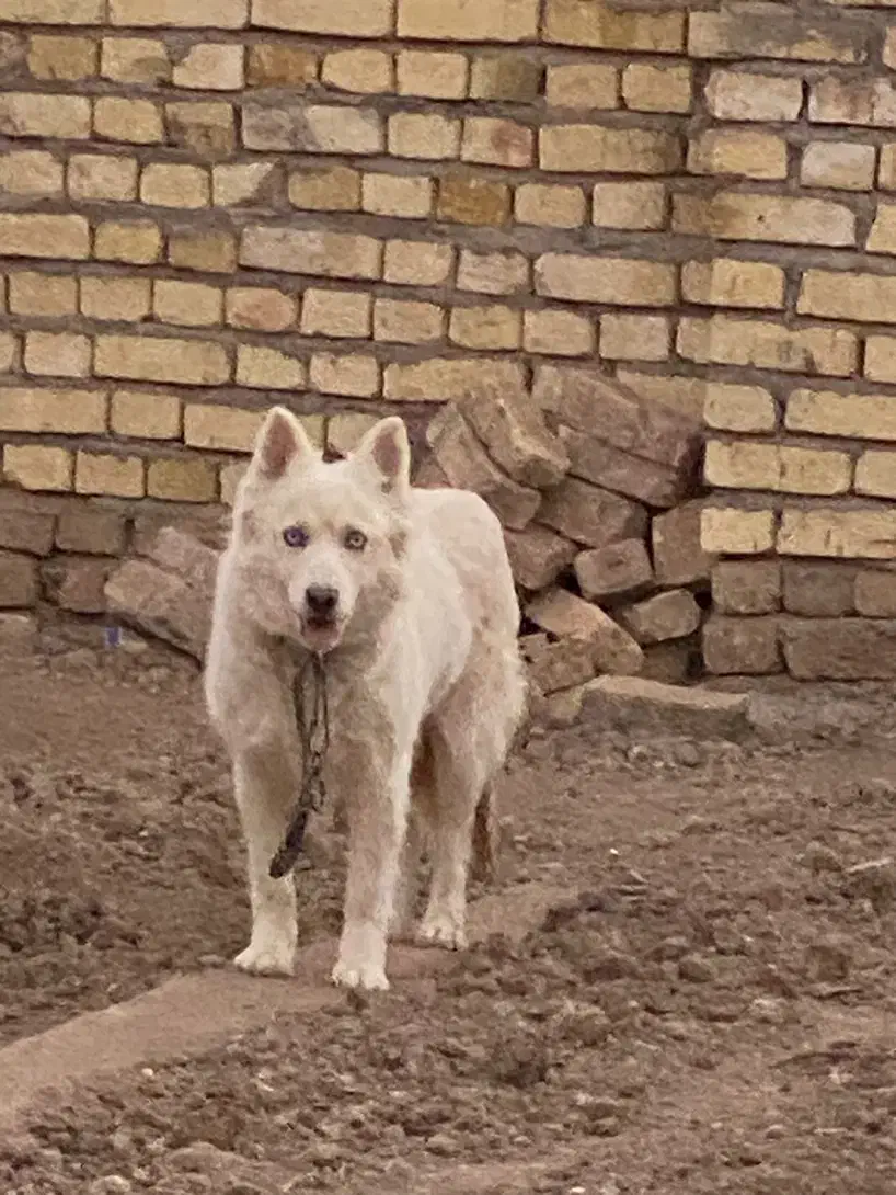 هاسکی سامویید اصل|سگ|قزوین, |دیوار