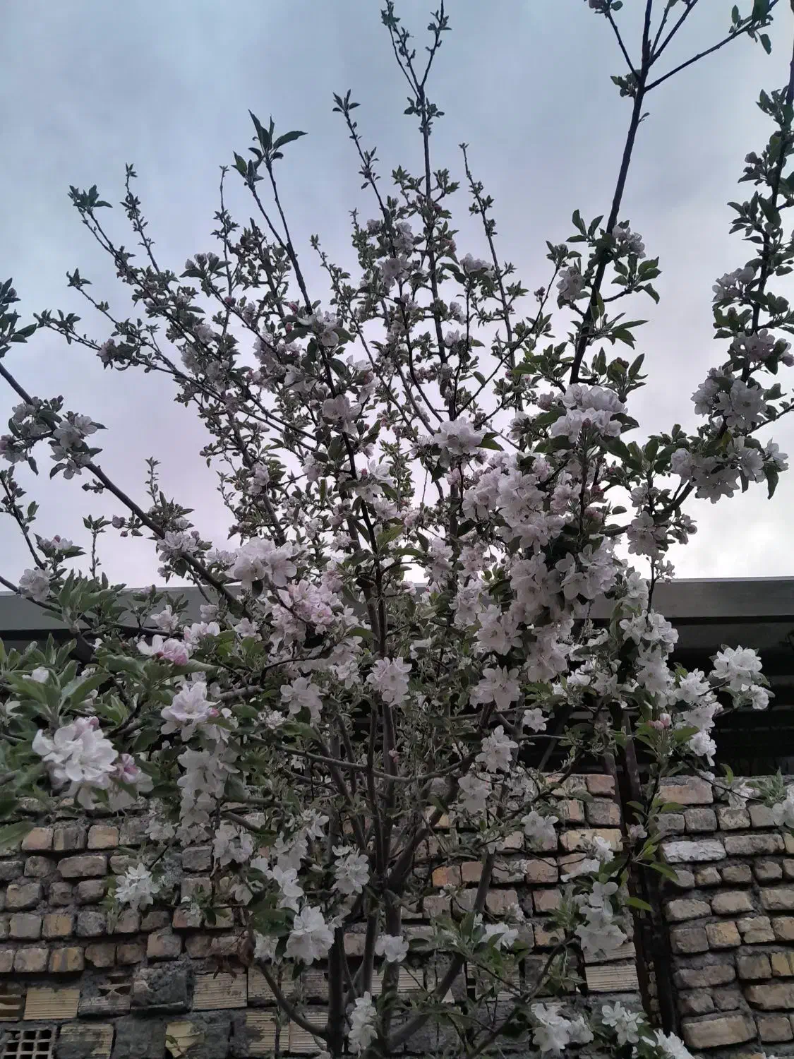 انواع درخت پیوندی ....|خدمات باغبانی و درختکاری|برخوار, |دیوار