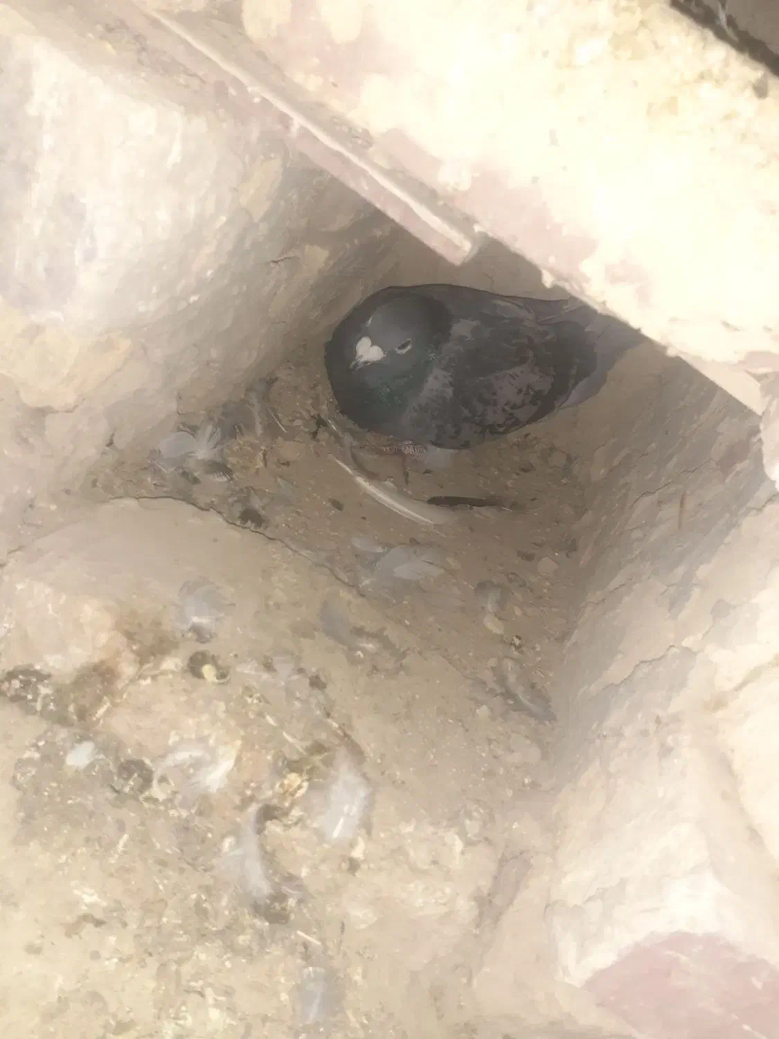 کبوتر مگس و مینا|پرنده|کرباسک, |دیوار