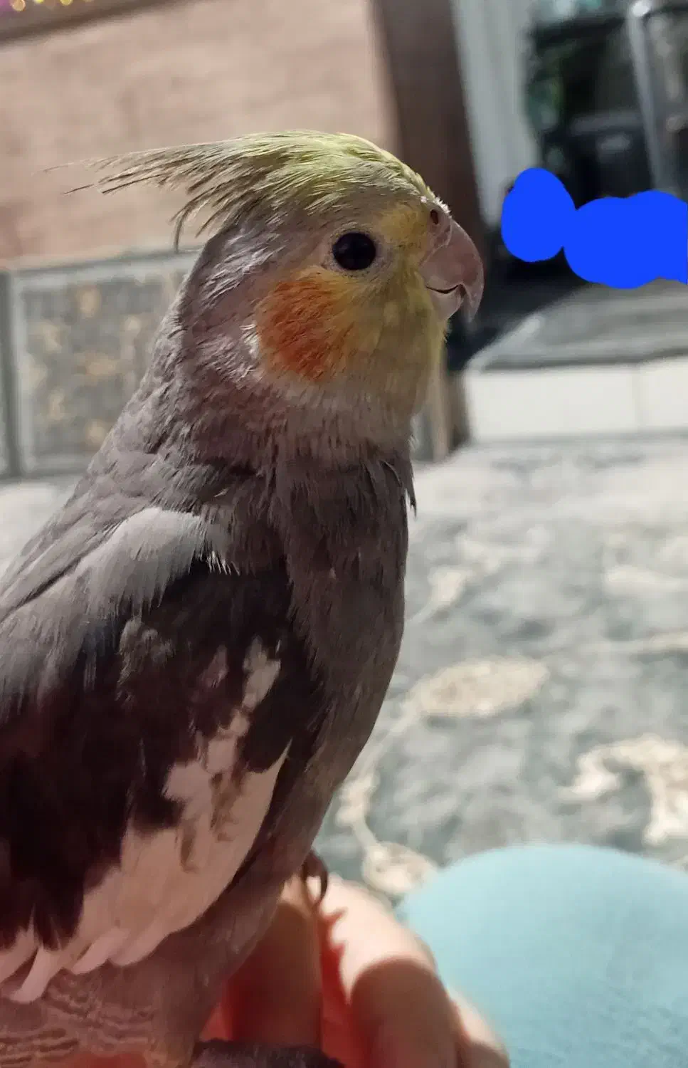 عروس هلندی نر رام سخنگو|پرنده|قدس, شهرقدس|دیوار