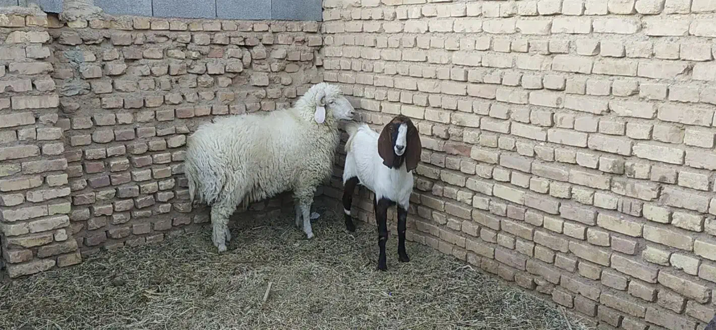 بره نر|حیوانات مزرعه|رفسنجان, |دیوار