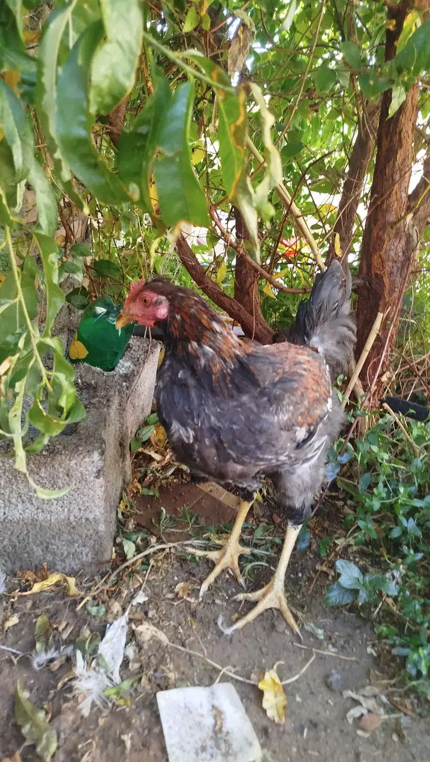 خروس محلی|حیوانات مزرعه|کرمان, |دیوار