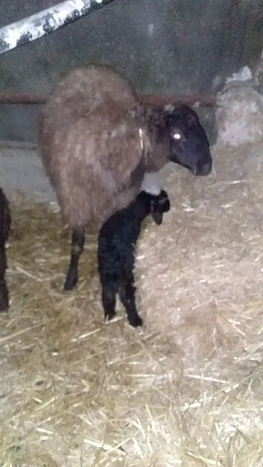 ۲۰ راس بره پروار چاق|حیوانات مزرعه|بهار, |دیوار