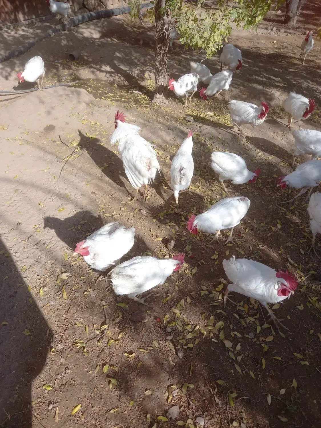 خروس سفید محلی|حیوانات مزرعه|جوین, |دیوار