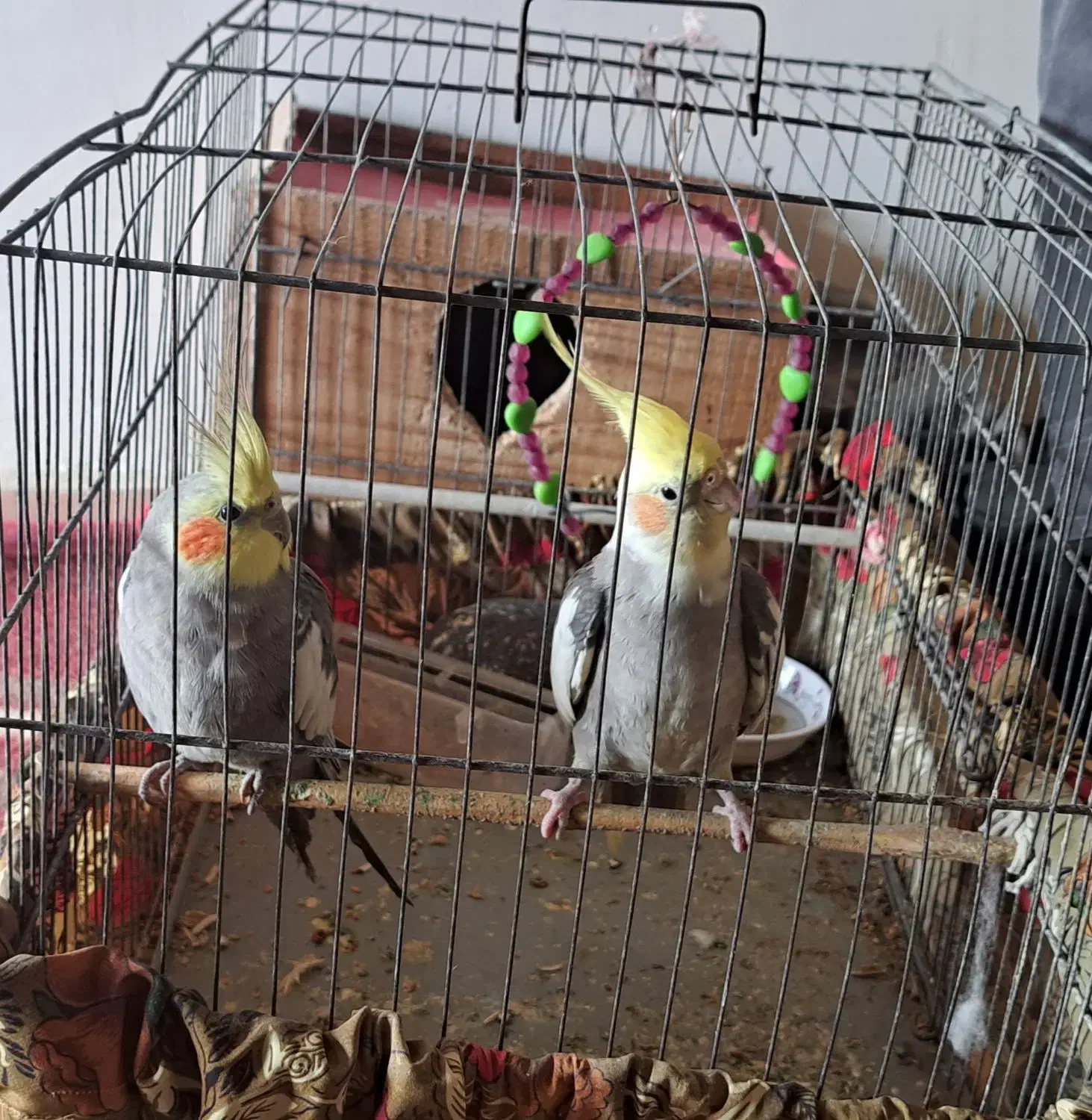 عروس هلندی|پرنده|رشت, فخب|دیوار