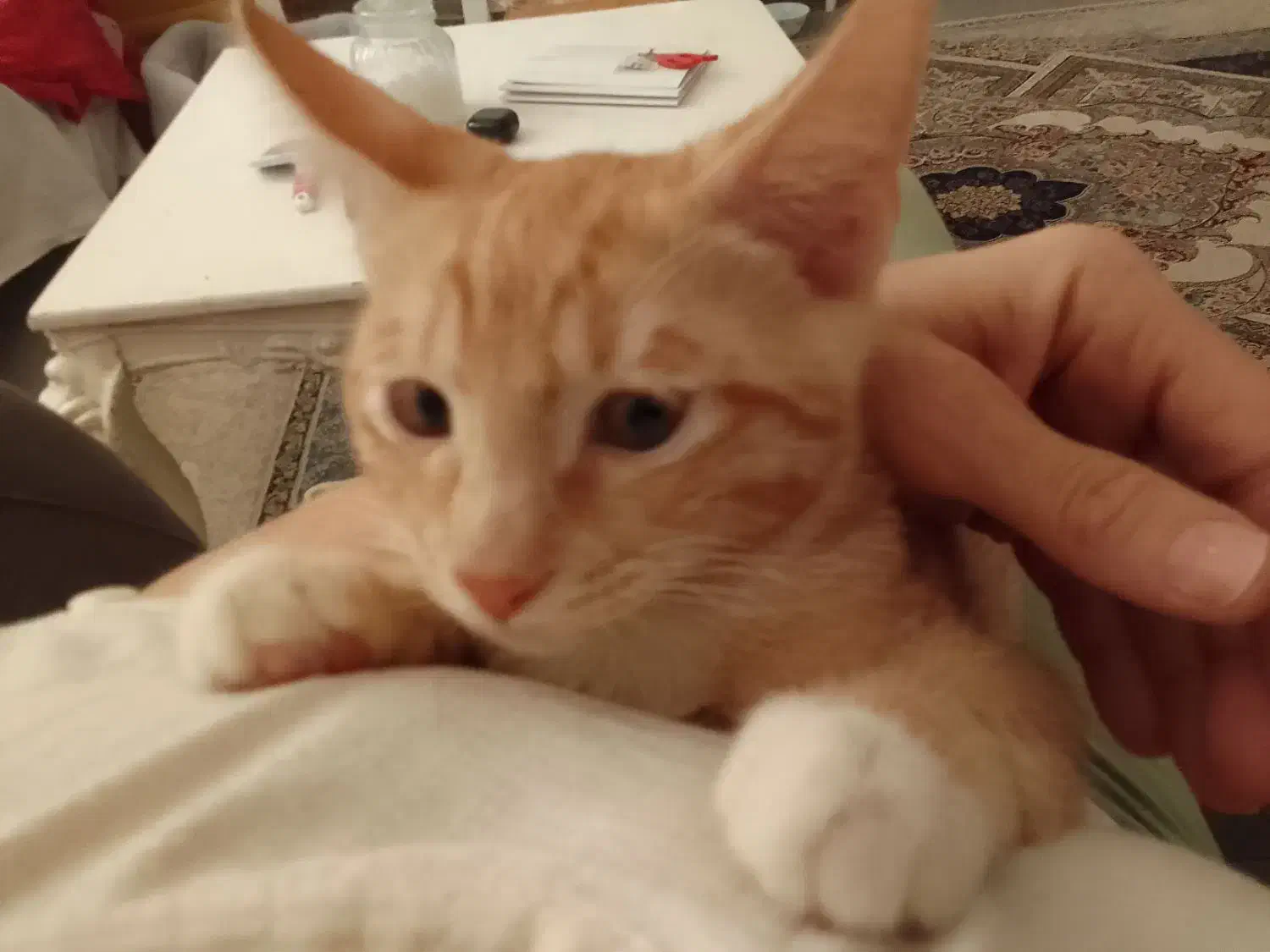 گربه نر|گربه|رشت, لاکان شهر|دیوار