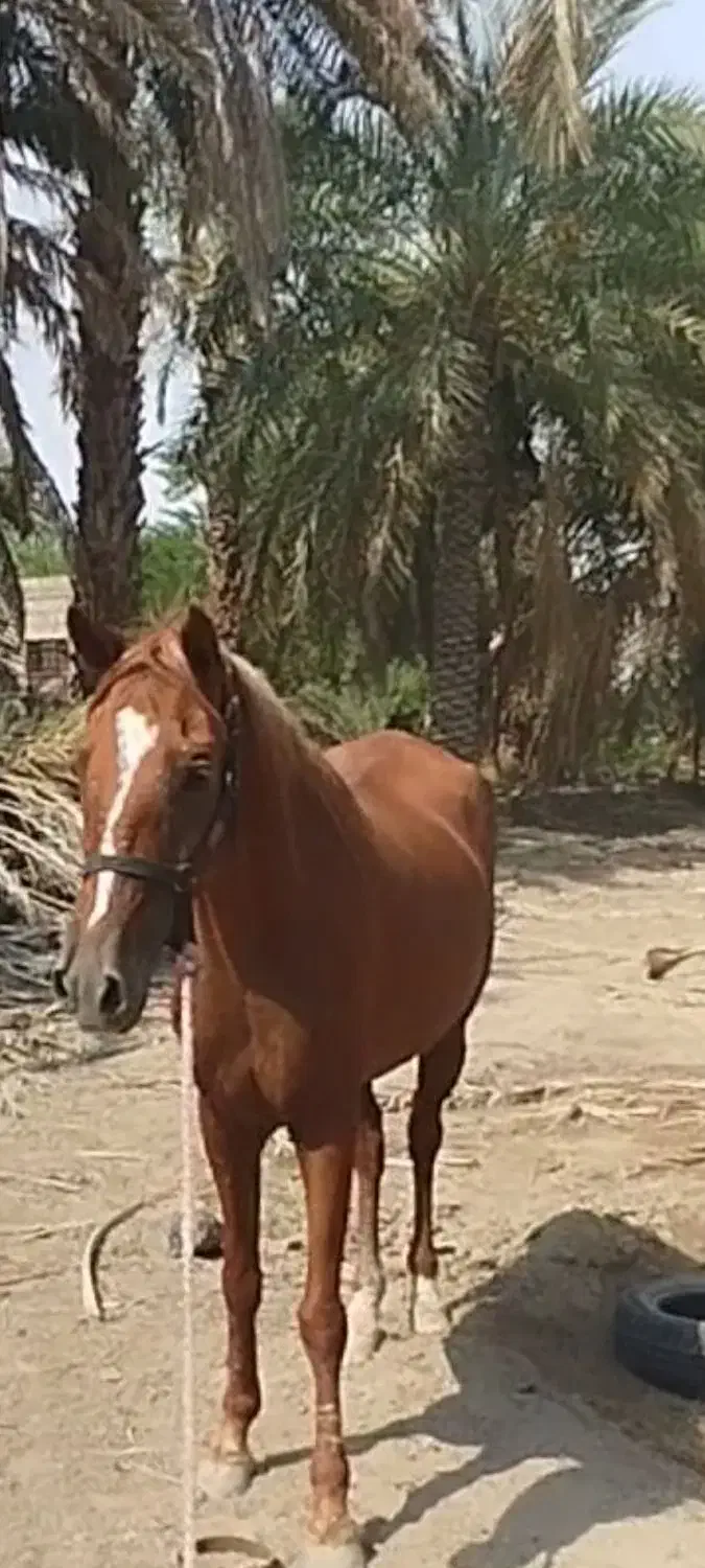 اسب مادیان|اسب و تجهیزات اسبسواری|قلعه گنج, |دیوار