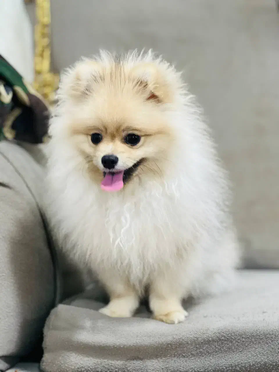 حیوان خانگی سگ پامر|سگ|نوشهر, |دیوار