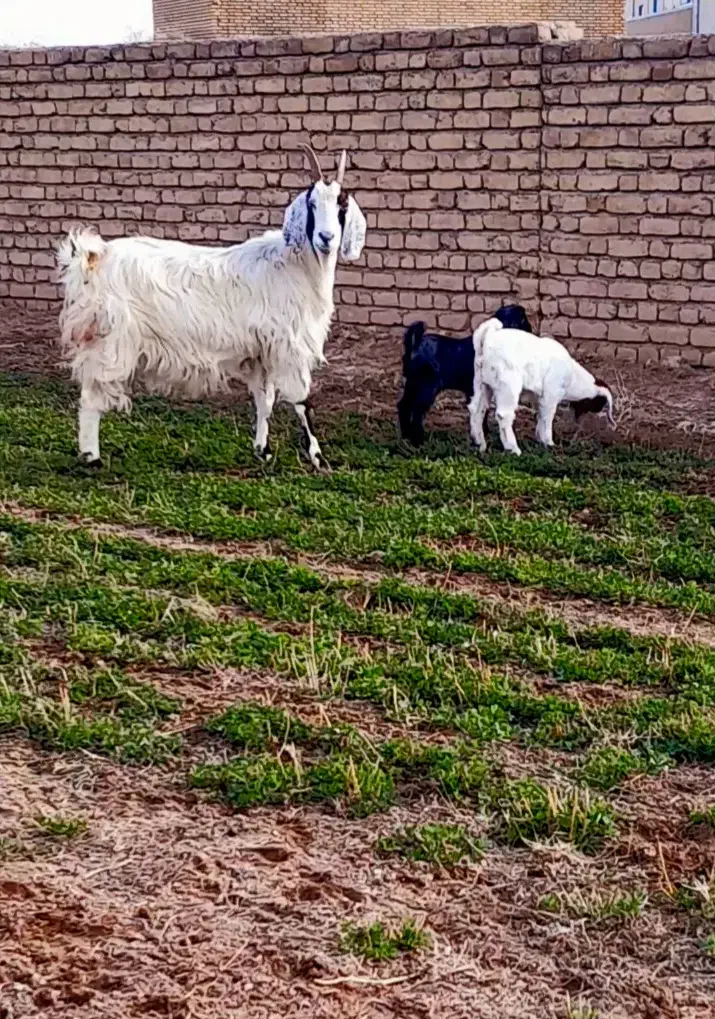 بز بزغاله|حیوانات مزرعه|مشهد, اروند|دیوار