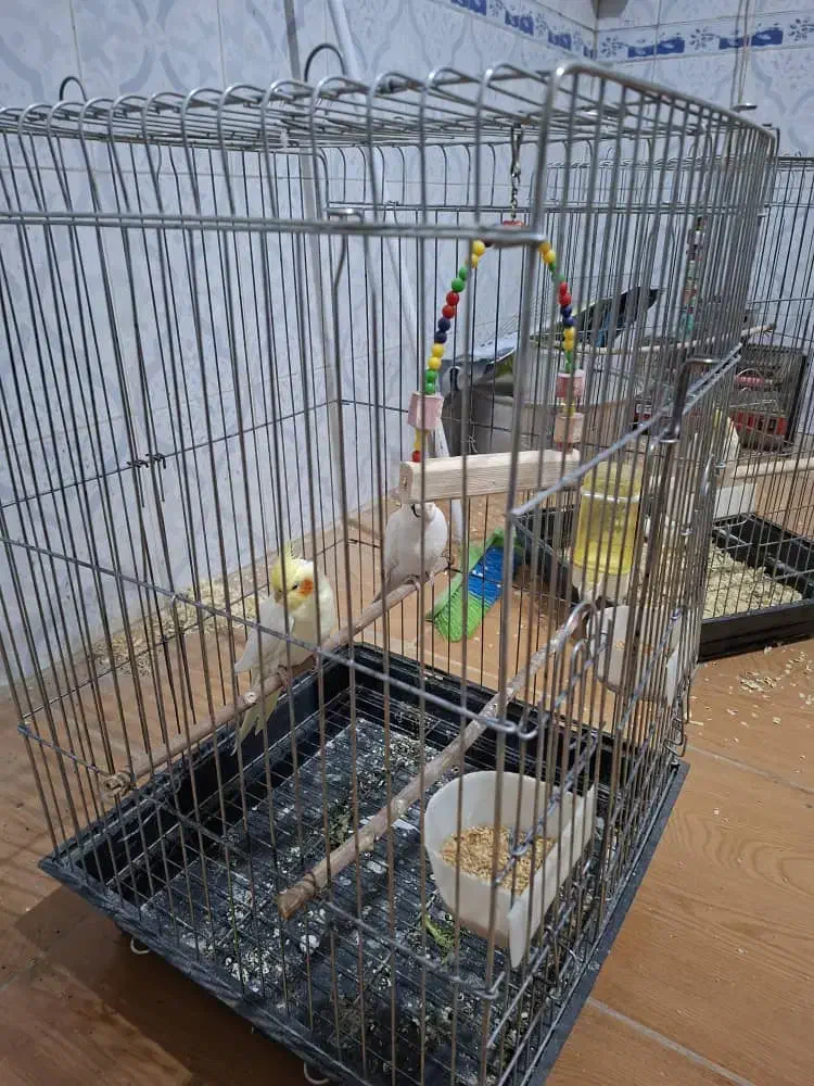 عروس هلندی|پرنده|دزفول, |دیوار