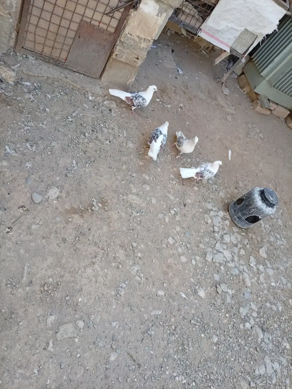 کبوتر|پرنده|دورود, |دیوار