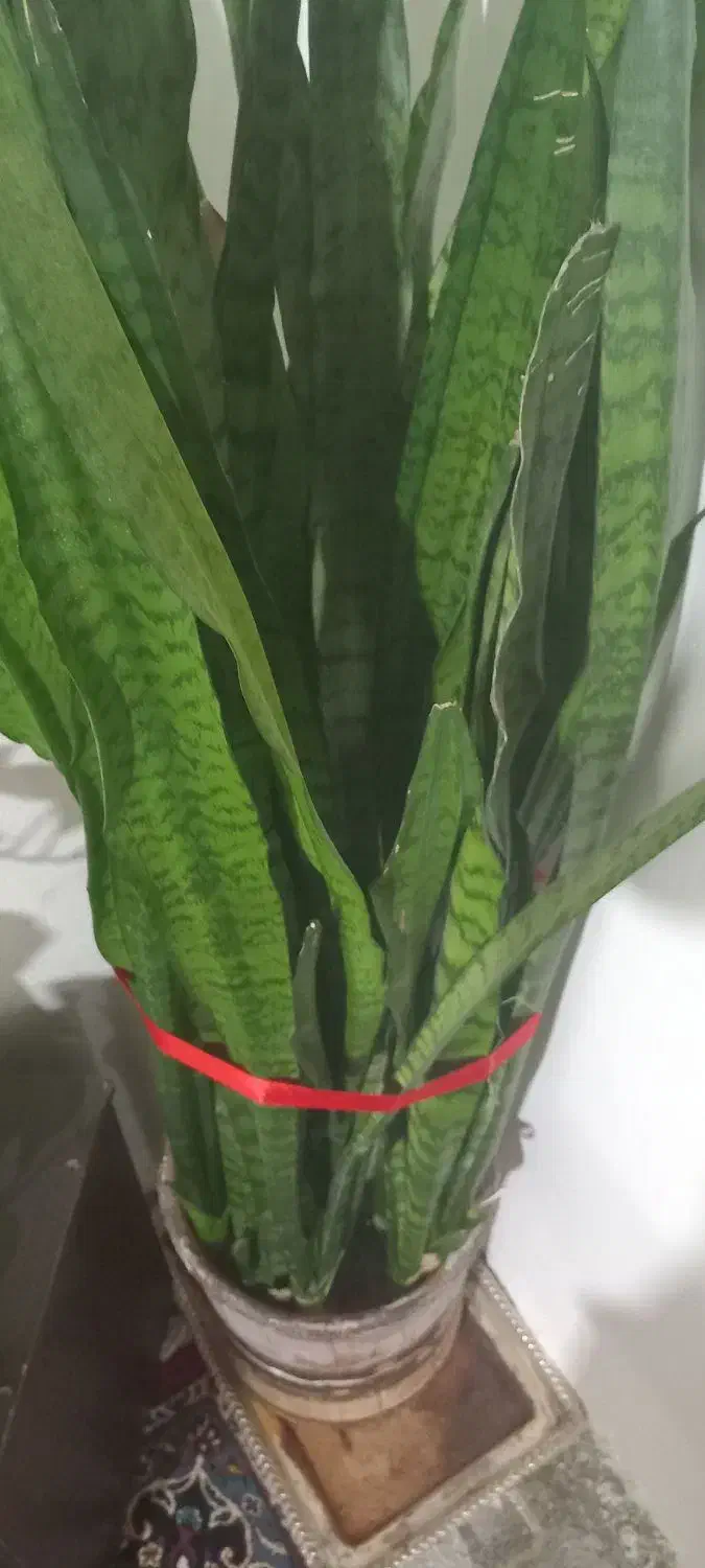 گل شمشیری زیبا|گل و گیاه طبیعی|بوئین و میاندشت, |دیوار