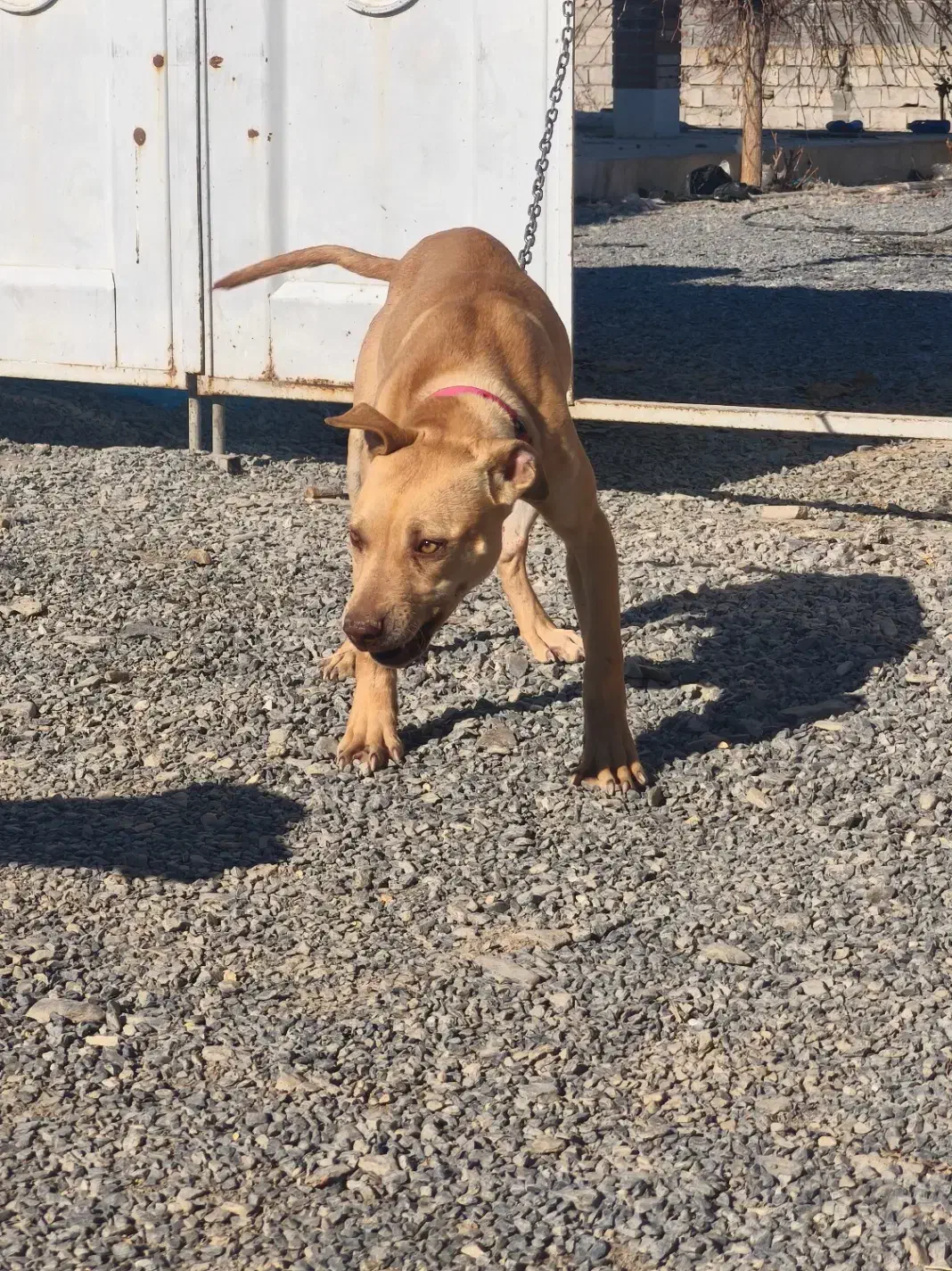 پیتبول داگو ژرمن|سگ|تهران, دکتر هوشیار|دیوار