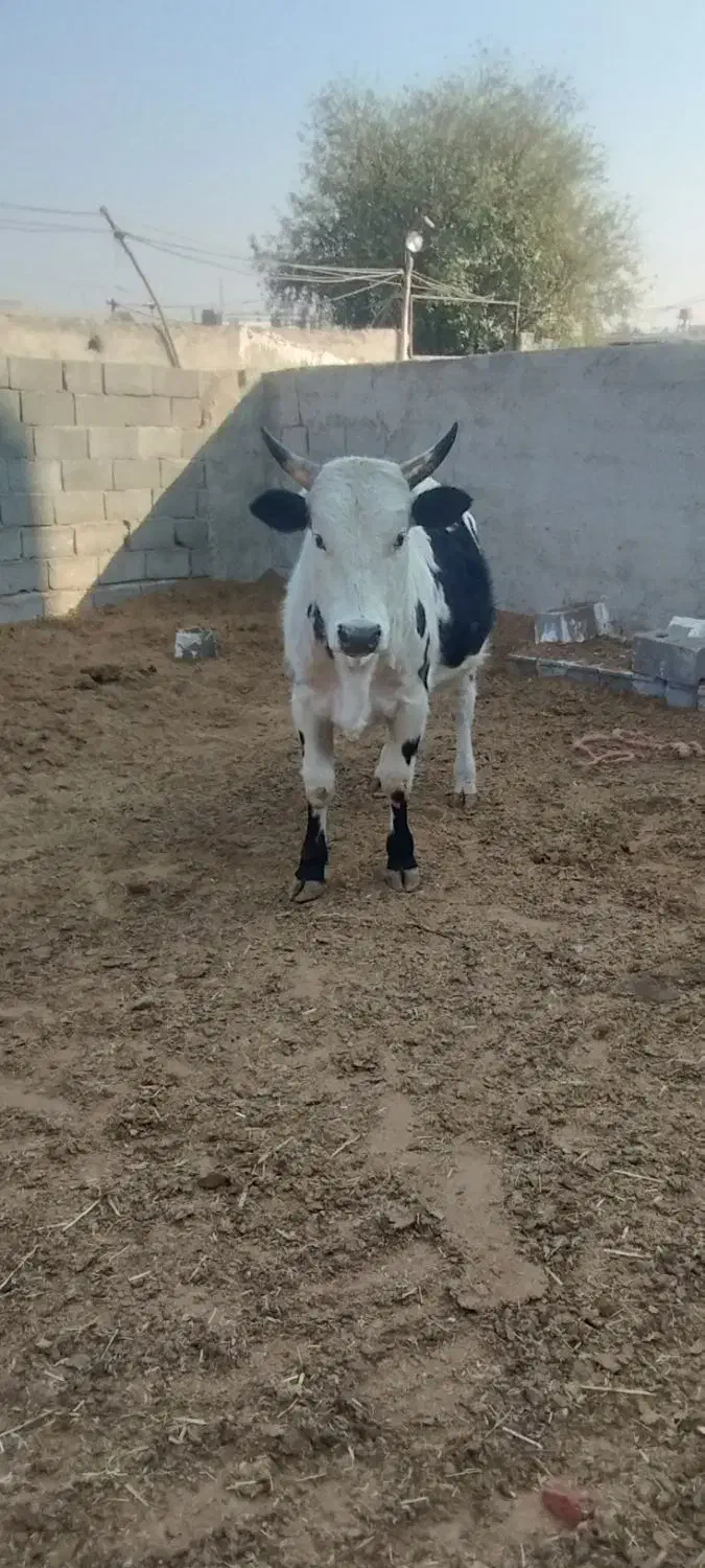 گوساله|حیوانات مزرعه|شهریار, اصیل آباد|دیوار
