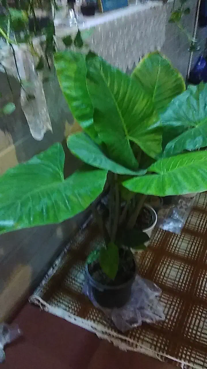 گل وگیاه طبیعی|گل و گیاه طبیعی|قم, باغ اشرافی|دیوار