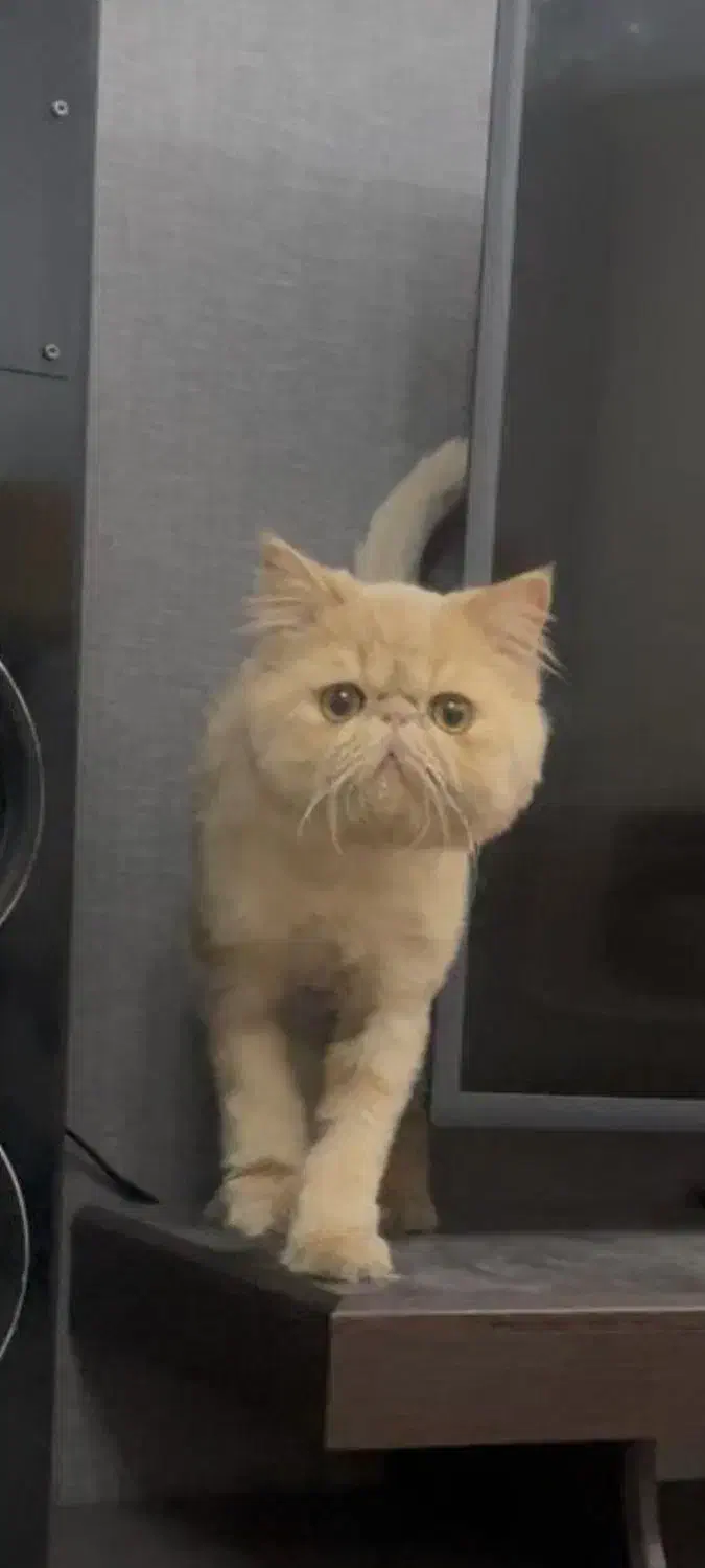 گربه پرشین سوپر فلت نر|گربه|مشکیندشت, |دیوار