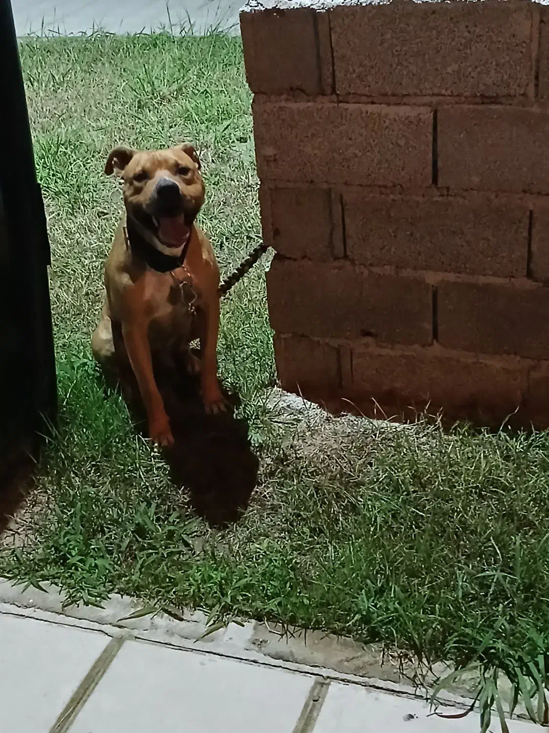 پیتبول نر اصل|سگ|بندر انزلی, زنبق|دیوار