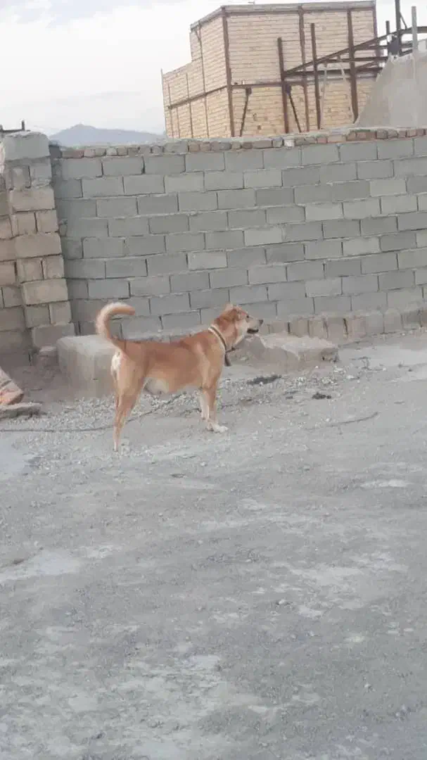 سگ سرابی ماده|سگ|خرم‌آباد, |دیوار