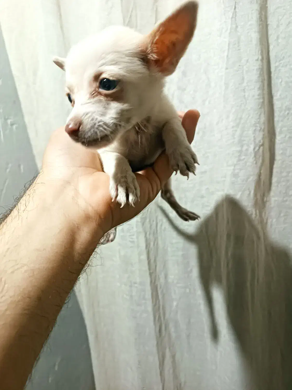 سگ پاکوتاه|سگ|میاندوآب, |دیوار