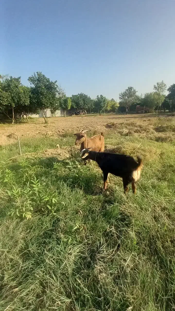 بز و بچه اش(نر)|حیوانات مزرعه|سورک, |دیوار