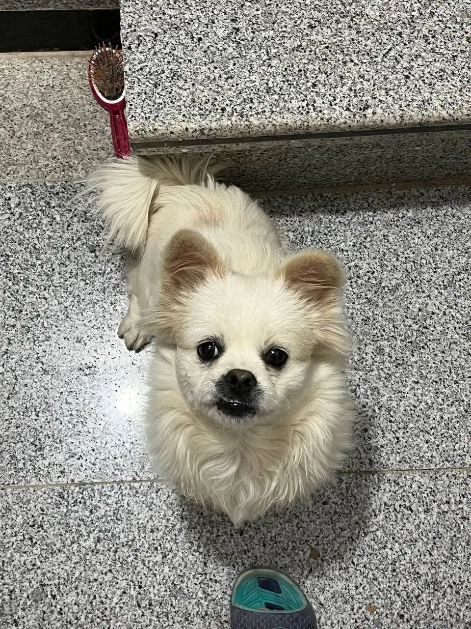 سگ پامرانین خانگی با شناسنامه|سگ|قائن, |دیوار