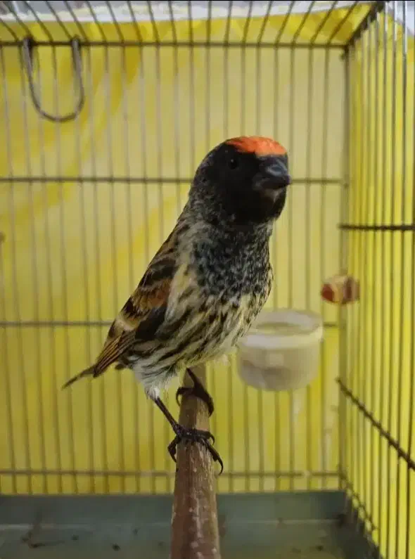 جوجه گلبسر زعفرانی به شرط نر سهره. قناری مینا|پرنده|قم, شاه ابراهیم|دیوار