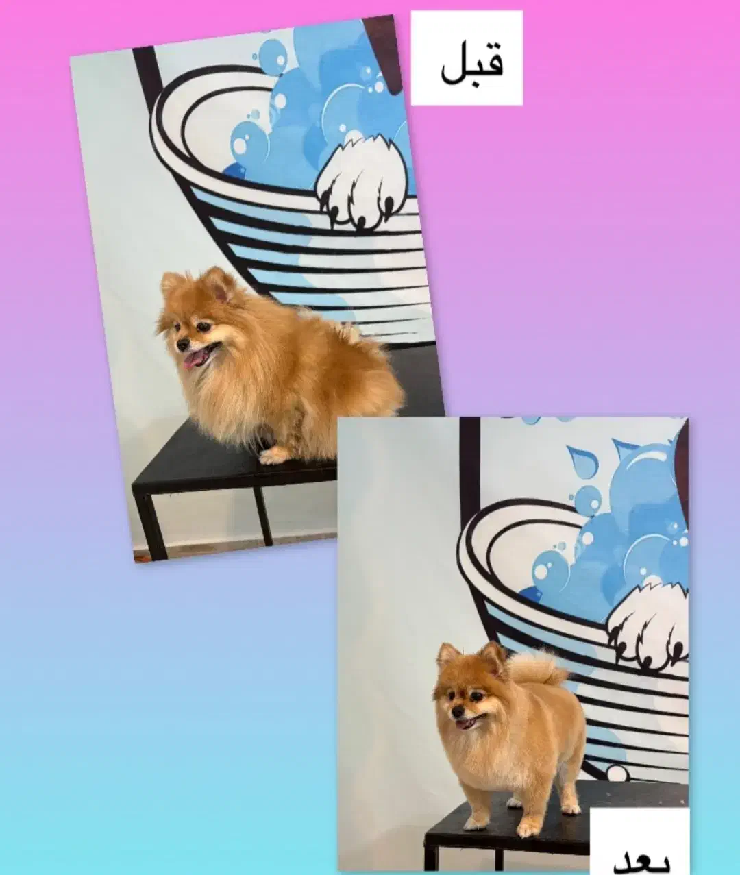 کوتاهی و شستشو انواع حیوانات خانگی|خدمات آرایشگری و زیبایی|فردیس, نسترن شرقی|دیوار