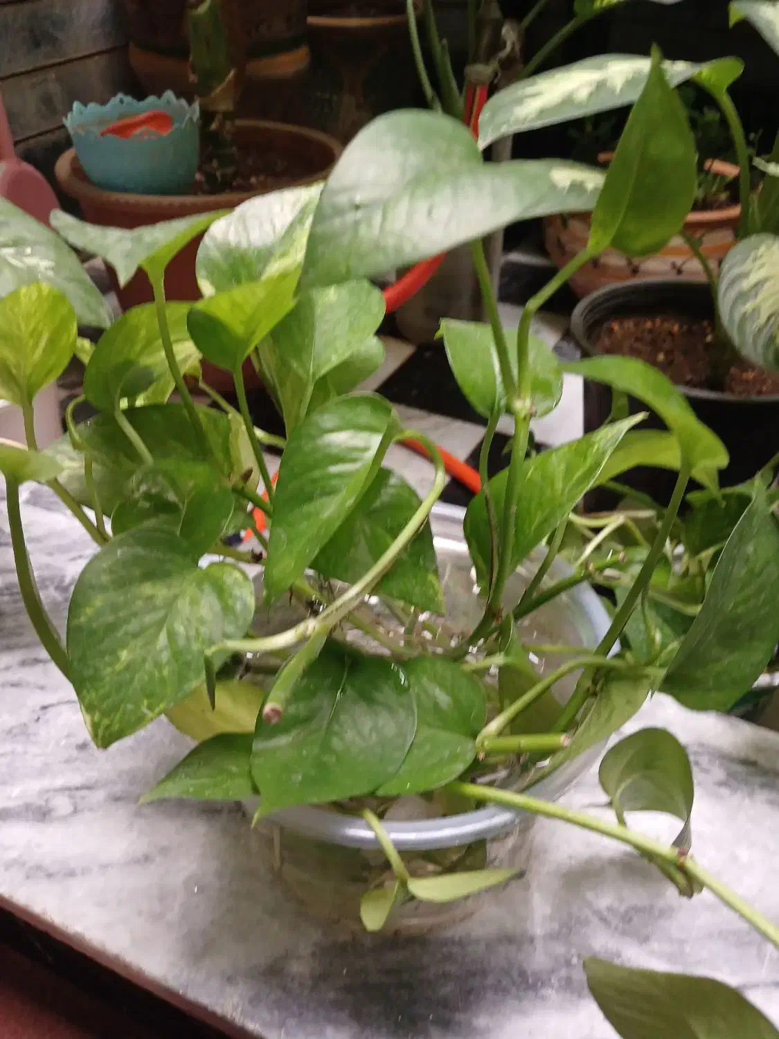 گلها ی زیبا|گل و گیاه طبیعی|کرمانشاه, |دیوار