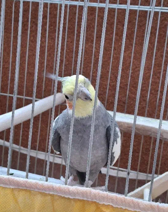 عروس هلندی|پرنده|اهر, |دیوار