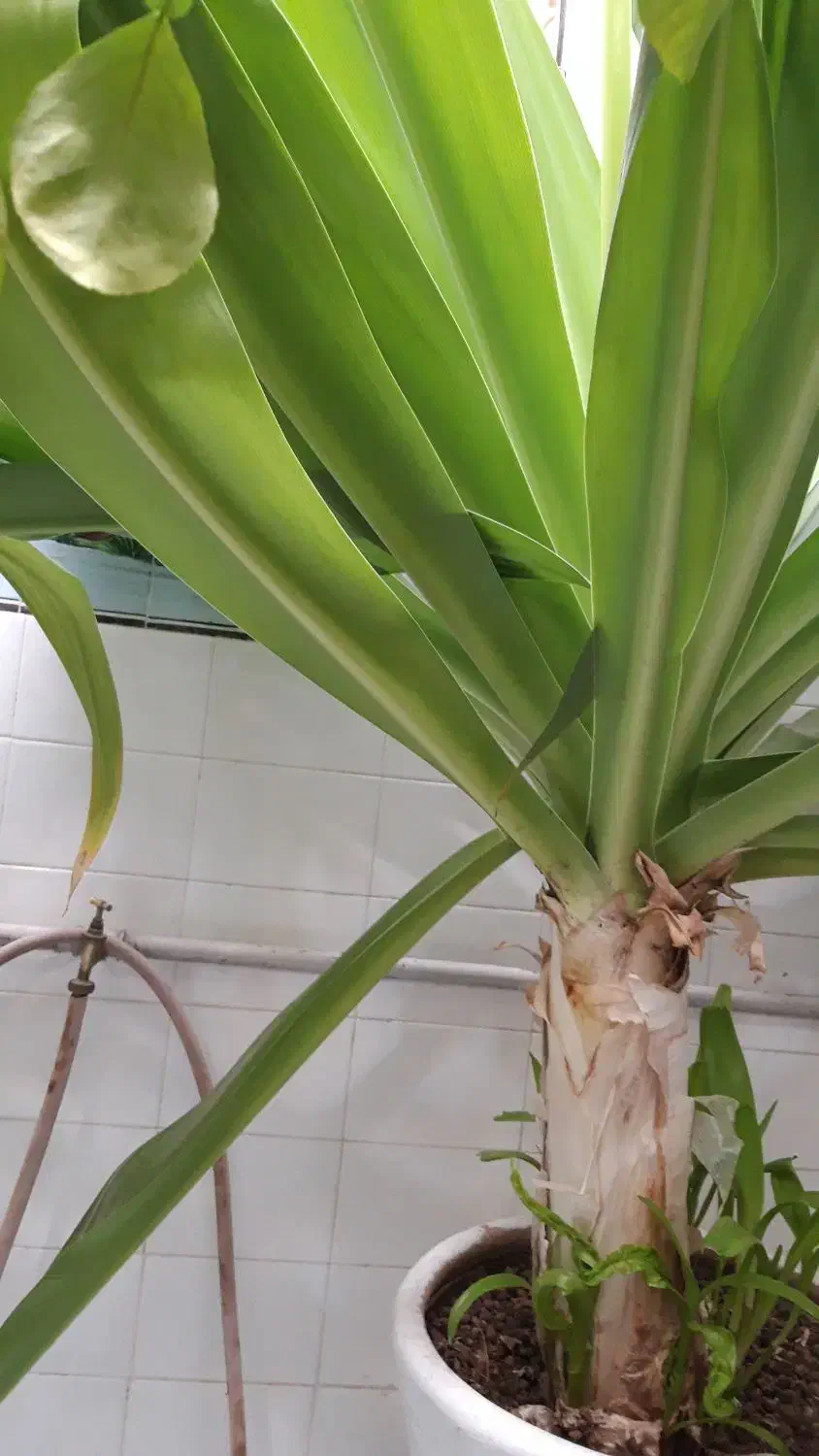 گل و گلدان|گل و گیاه طبیعی|لنجان, |دیوار