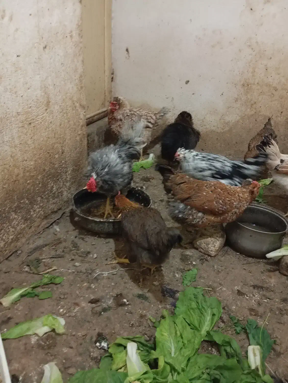 تخم مرغ نطفه دار|حیوانات مزرعه|شیراز, میانرود|دیوار