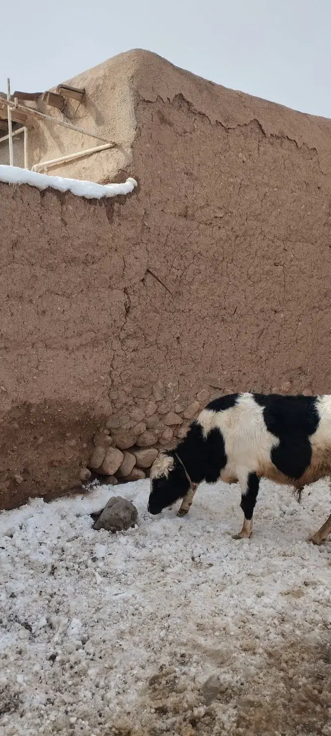 گوساله نر|حیوانات مزرعه|آبگرم, |دیوار