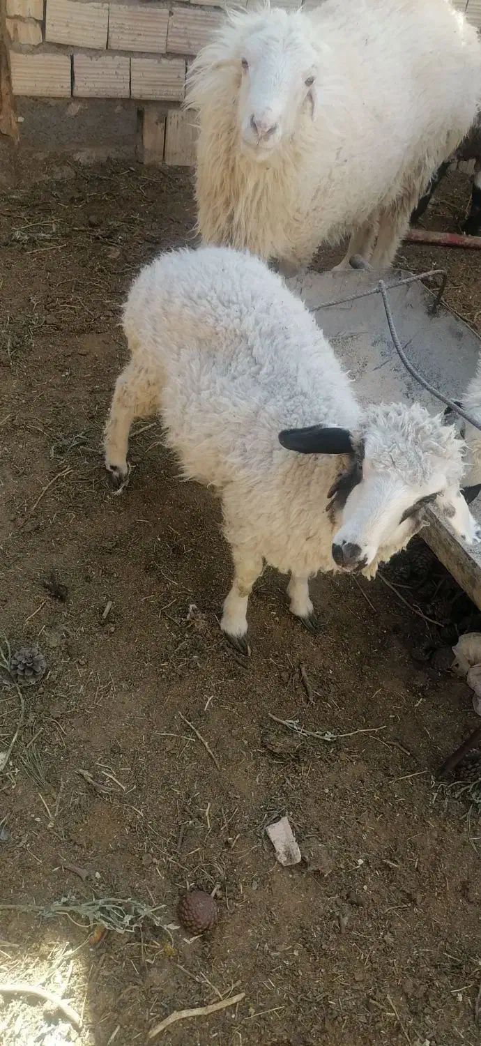 بزرگ وکوچک بره|حیوانات مزرعه|بیرجند, |دیوار