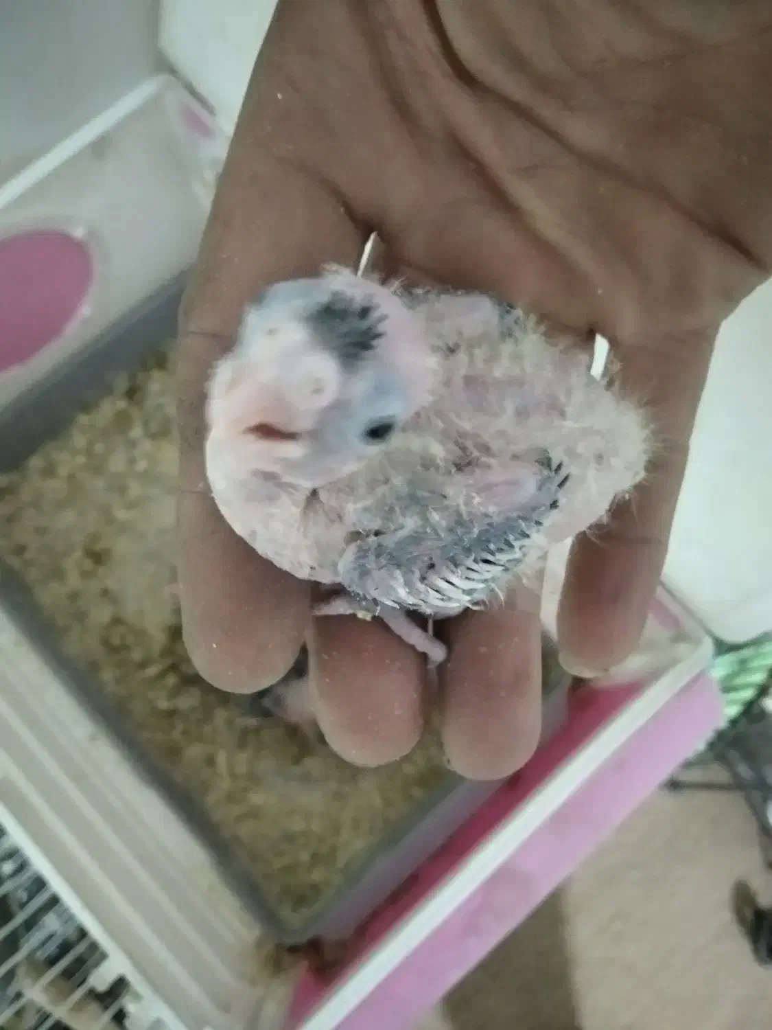 جوجه عروس|پرنده|نسیمشهر, |دیوار