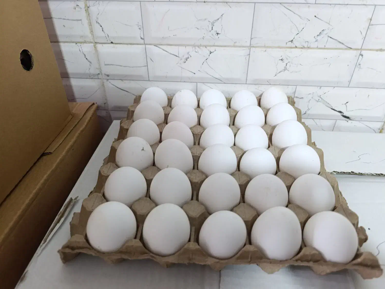 پخش تخممرغ روز|خوردنی و آشامیدنی|گنبد کاووس, |دیوار