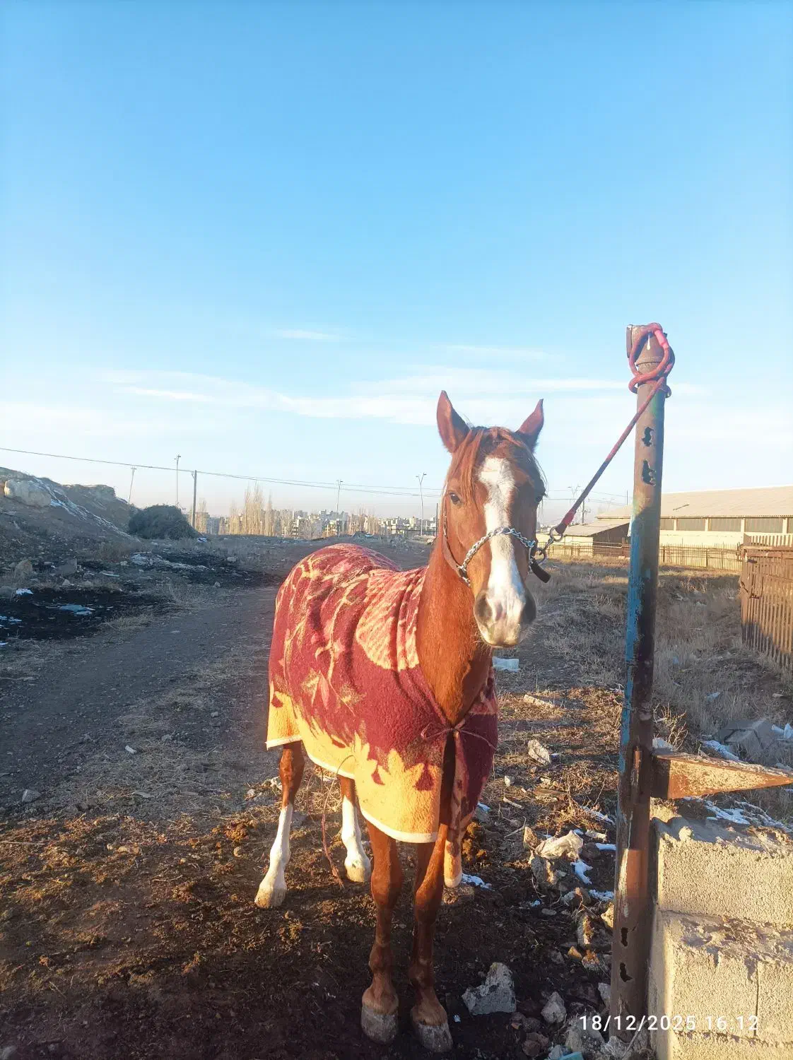 اسب نریان کرد|اسب و تجهیزات اسب‌سواری|اردبیل, |دیوار