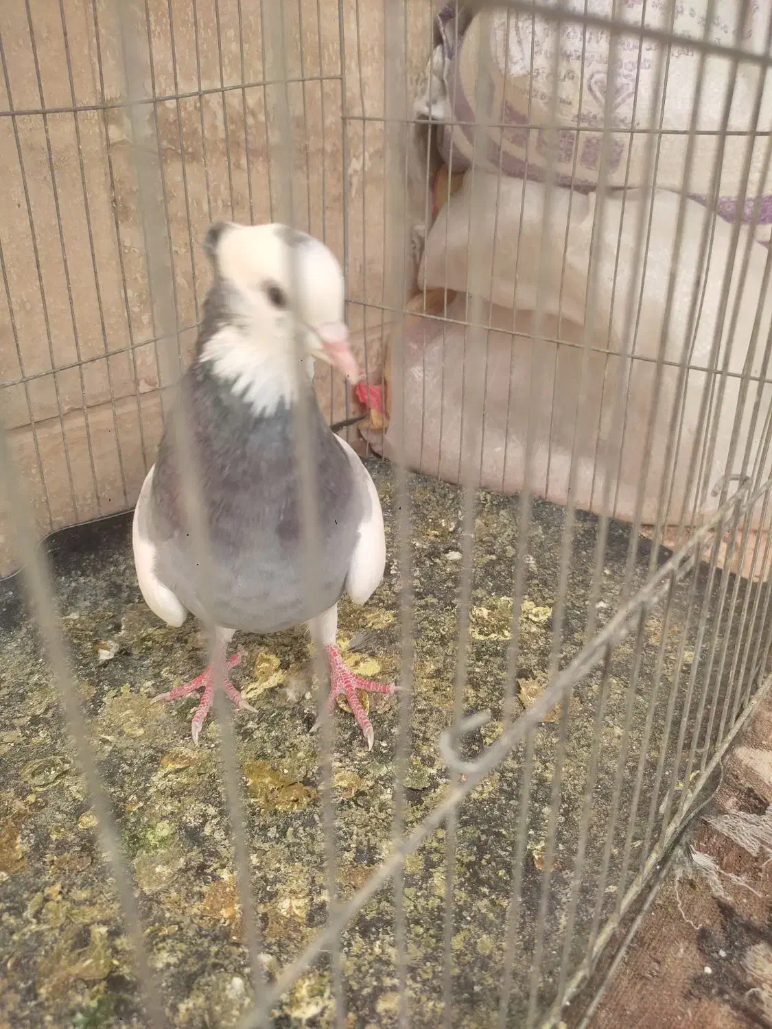 کبوتر|پرنده|شیراز, شهرک گلها|دیوار