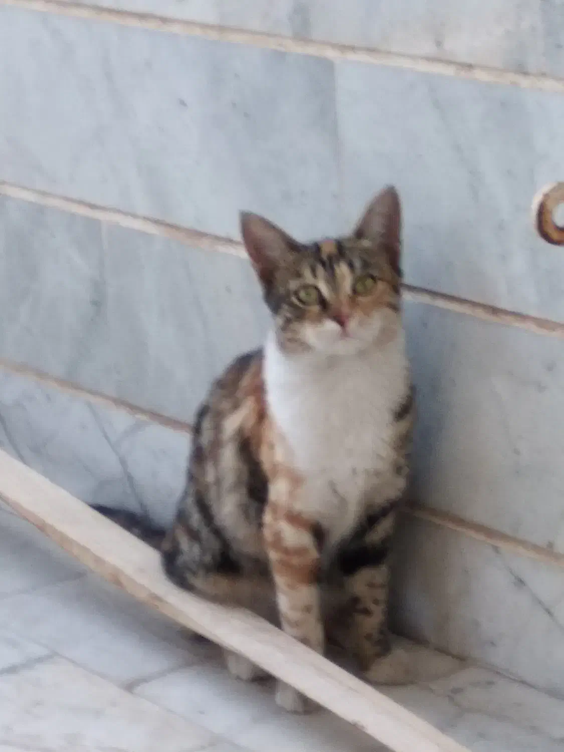 واگذاری گربه ماده|گربه|زنجان, |دیوار