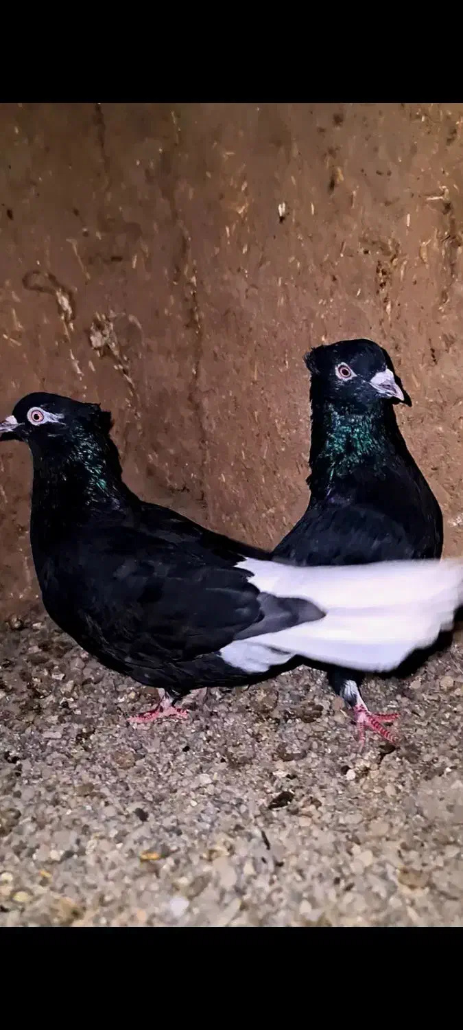 زاغ دم سفید|پرنده|بردسکن, |دیوار