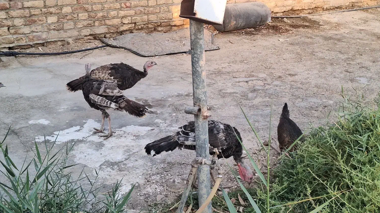 بوقلمون محلی اصل|حیوانات مزرعه|زابل, |دیوار