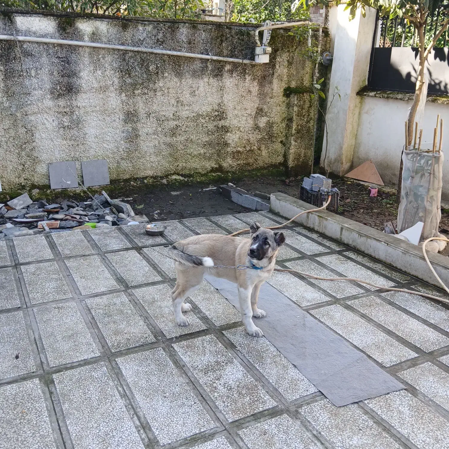 توله سرابی نژاد دار|سگ|تهران, جوادیه تهرانپارس|دیوار