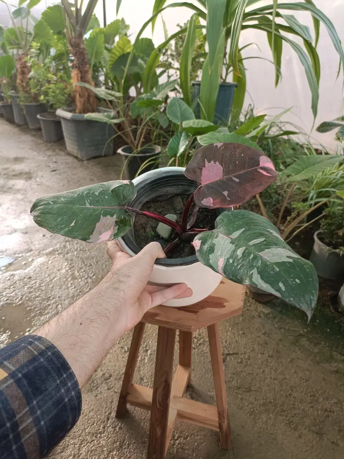 گل فیلودندرون پینک پرنسس ارسال رایگان + هدیه‌|گل و گیاه طبیعی|مشهد, خرم آباد|دیوار