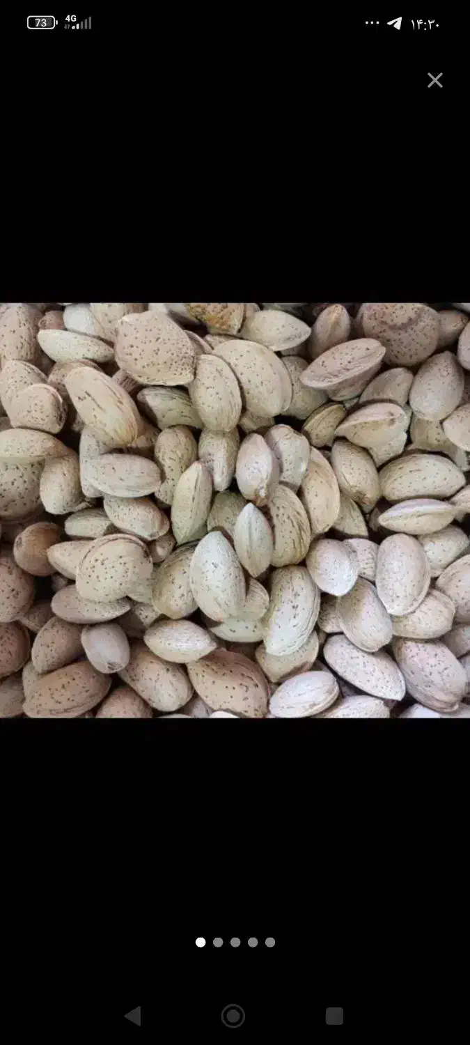 بادام تلخ|عمده‌فروشی|فلارد, |دیوار