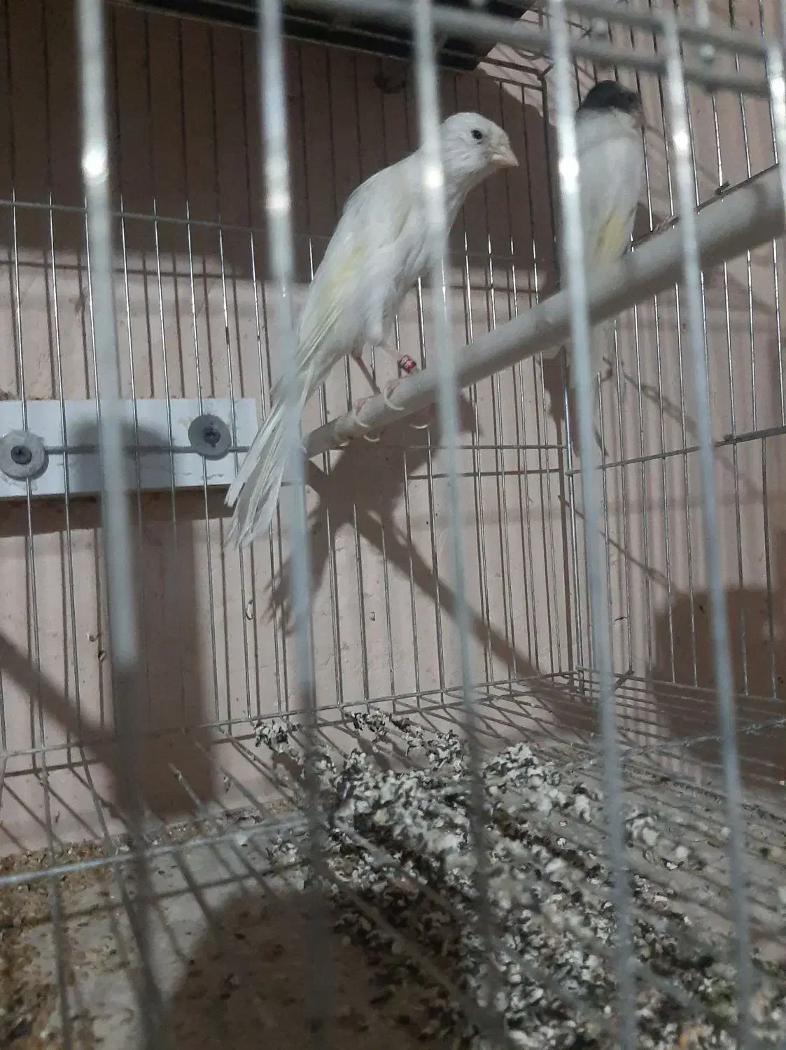 قناری رسمی بلند ماده|پرنده|تبریز, |دیوار