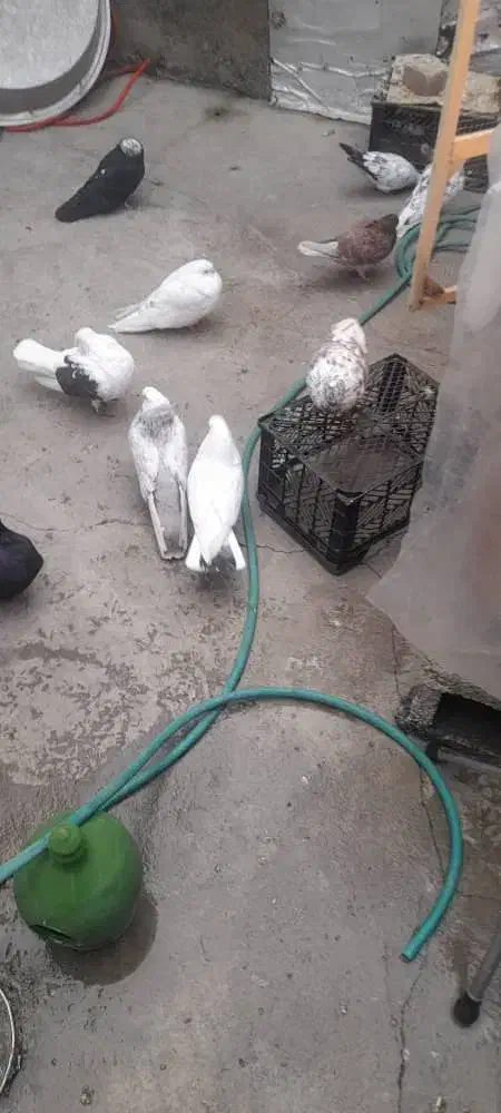 فروش کبوتر|پرنده|ارومیه, |دیوار