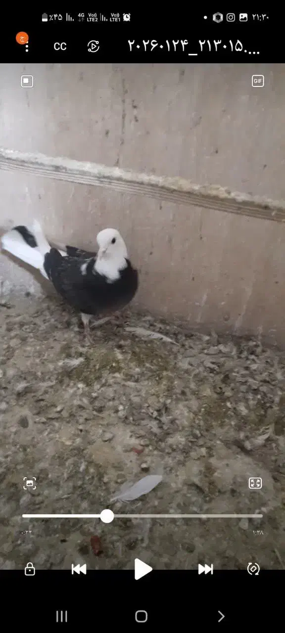 کبوتر گمشده شهر قدس|حیوانات|قدس, شهر‌قدس|دیوار