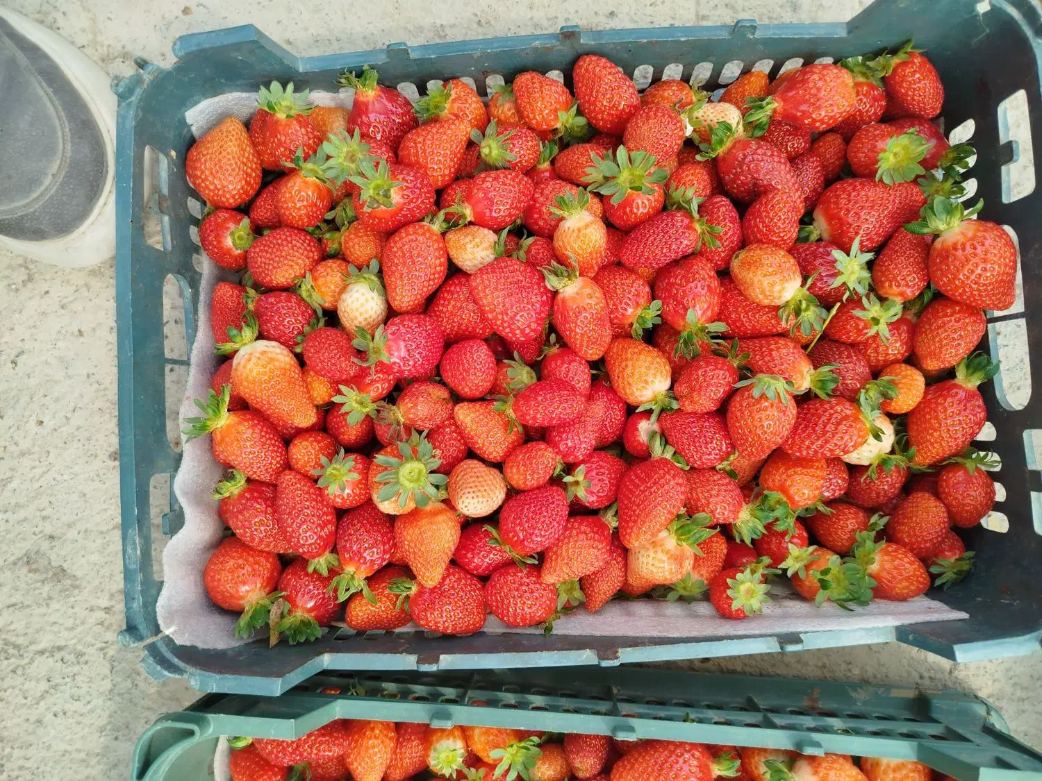 فروش گلخانه|فروش دفتر صنعتی، کشاورزی، تجاری|باغ حلی, |دیوار