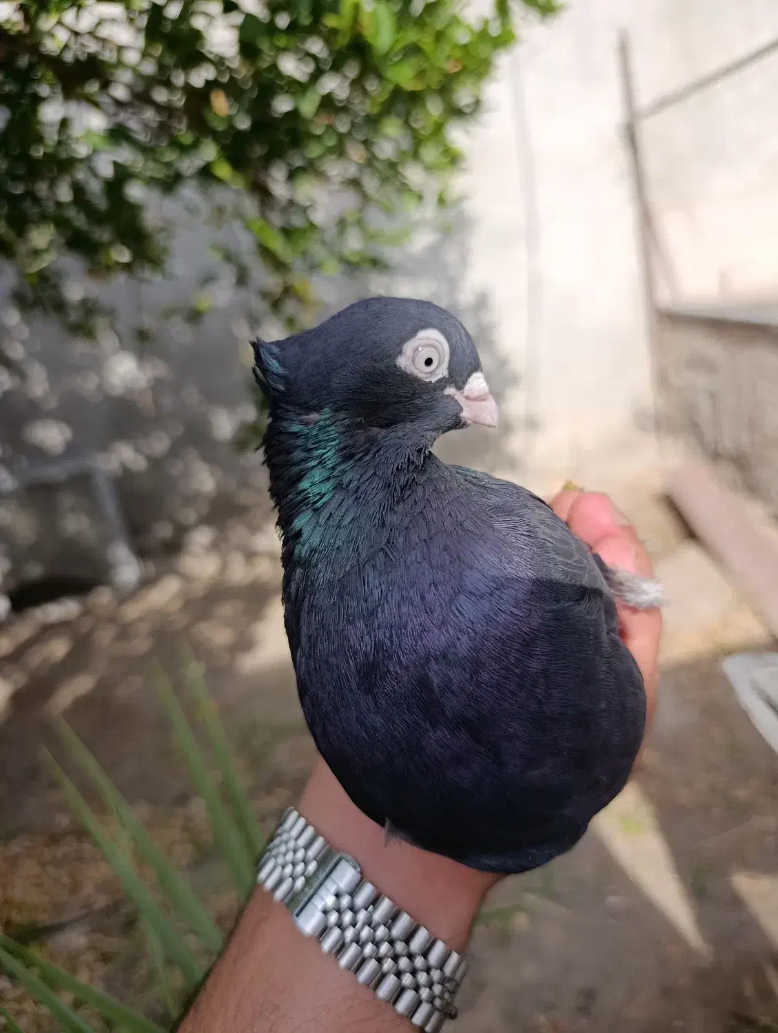 فروش زاغ|پرنده|جیرفت, |دیوار