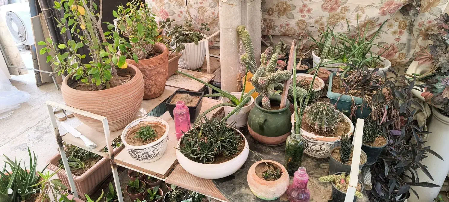 فروش گل یکجا به صورت توافقی|گل و گیاه طبیعی|اسلامشهر, باغ فیض|دیوار